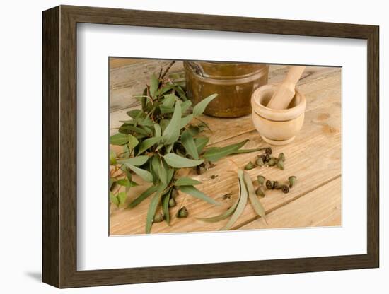 Medicinal Eucalyptus-Hemeroskopion-Framed Photographic Print