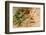 Medicinal Eucalyptus-Hemeroskopion-Framed Photographic Print