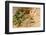 Medicinal Eucalyptus-Hemeroskopion-Framed Photographic Print