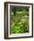 Medicinal Garden, Oakland House Seaside Resort, Brooksville-Jerry & Marcy Monkman-Framed Photographic Print