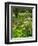 Medicinal Garden, Oakland House Seaside Resort, Brooksville-Jerry & Marcy Monkman-Framed Photographic Print