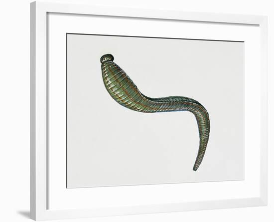 Medicinal Leech (Hirudo Medicinalis), Hirudinea. Artwork by Tim Hayward-null-Framed Giclee Print