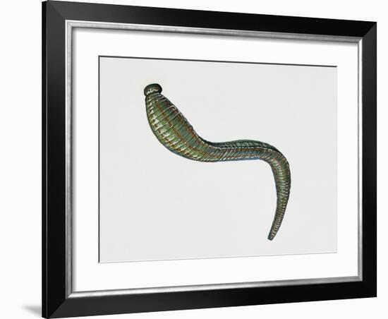 Medicinal Leech (Hirudo Medicinalis), Hirudinea. Artwork by Tim Hayward-null-Framed Giclee Print