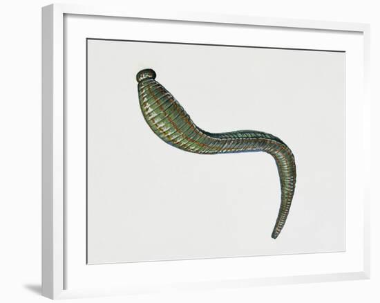 Medicinal Leech (Hirudo Medicinalis), Hirudinea. Artwork by Tim Hayward-null-Framed Giclee Print