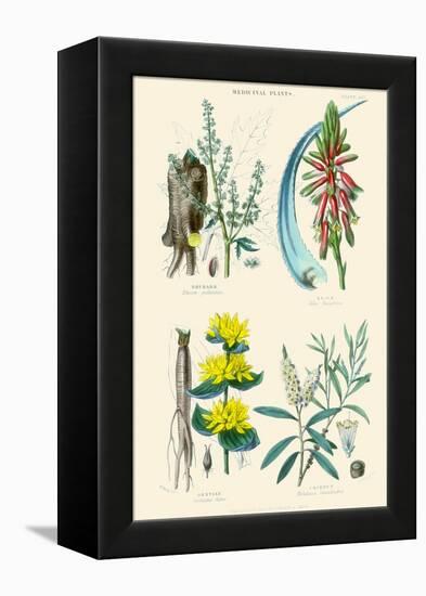 Medicinal Plants. Rhubarb, Aloe, Gentian, Cajeput-William Rhind-Framed Stretched Canvas