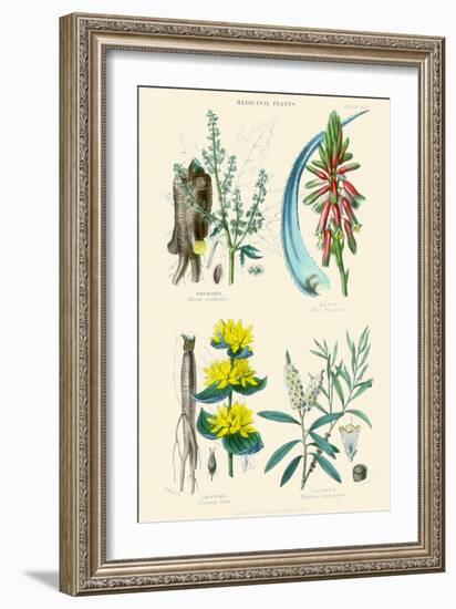 Medicinal Plants. Rhubarb, Aloe, Gentian, Cajeput-William Rhind-Framed Art Print