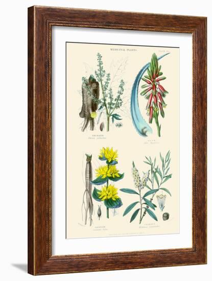 Medicinal Plants. Rhubarb, Aloe, Gentian, Cajeput-William Rhind-Framed Art Print