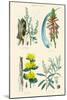 Medicinal Plants. Rhubarb, Aloe, Gentian, Cajeput-William Rhind-Mounted Art Print