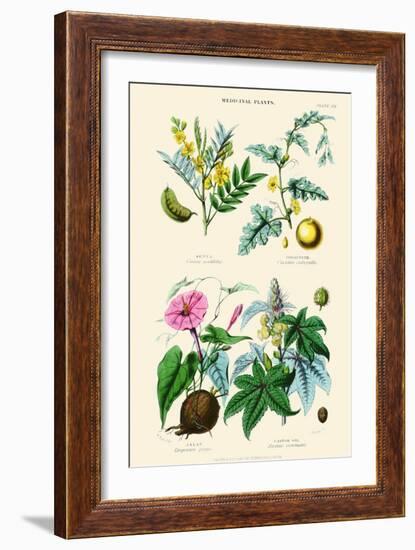 Medicinal Plants. Senna, Colocynth, Jalap, Castor Oil-William Rhind-Framed Art Print