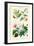 Medicinal Plants. Senna, Colocynth, Jalap, Castor Oil-William Rhind-Framed Art Print