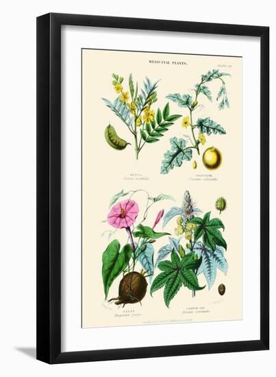 Medicinal Plants. Senna, Colocynth, Jalap, Castor Oil-William Rhind-Framed Art Print