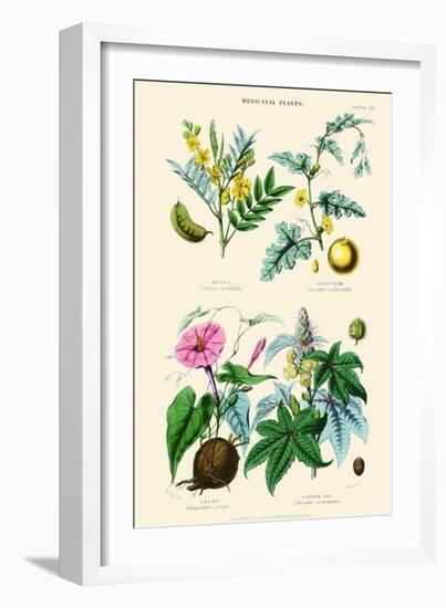 Medicinal Plants. Senna, Colocynth, Jalap, Castor Oil-William Rhind-Framed Art Print