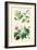 Medicinal Plants. Senna, Colocynth, Jalap, Castor Oil-William Rhind-Framed Art Print