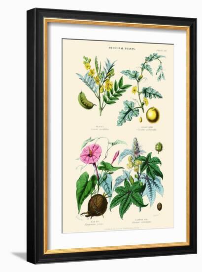 Medicinal Plants. Senna, Colocynth, Jalap, Castor Oil-William Rhind-Framed Art Print