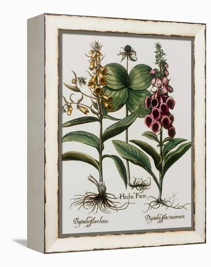 Medicinal Plants-Georgette Douwma-Framed Premier Image Canvas