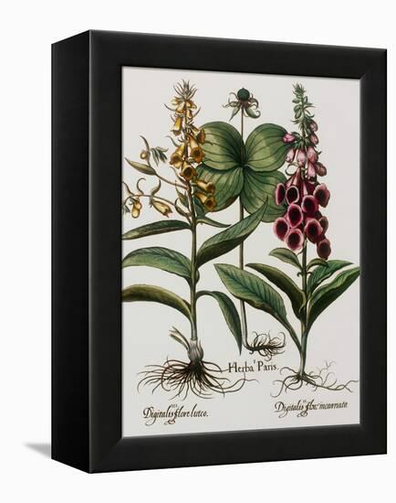 Medicinal Plants-Georgette Douwma-Framed Premier Image Canvas