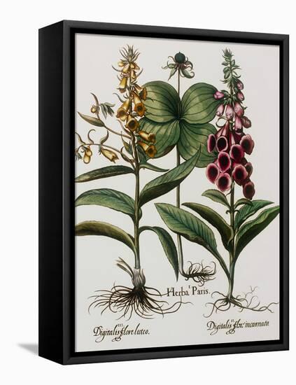 Medicinal Plants-Georgette Douwma-Framed Premier Image Canvas