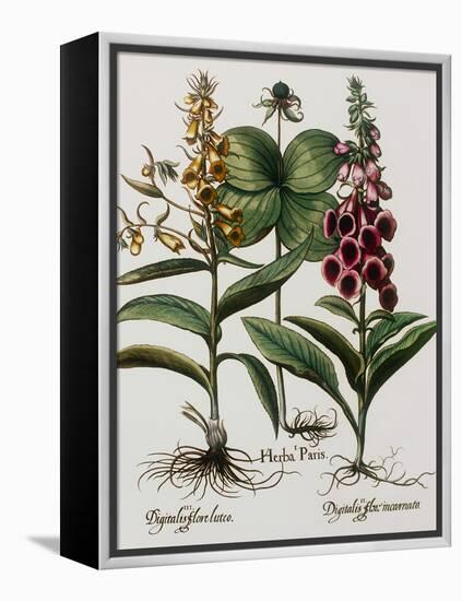 Medicinal Plants-Georgette Douwma-Framed Premier Image Canvas