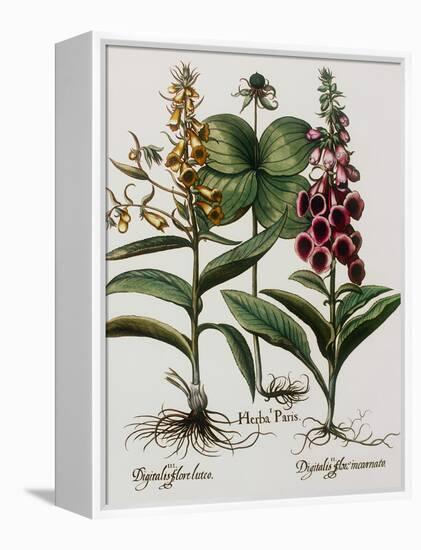 Medicinal Plants-Georgette Douwma-Framed Premier Image Canvas