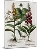 Medicinal Plants-Georgette Douwma-Mounted Premium Photographic Print