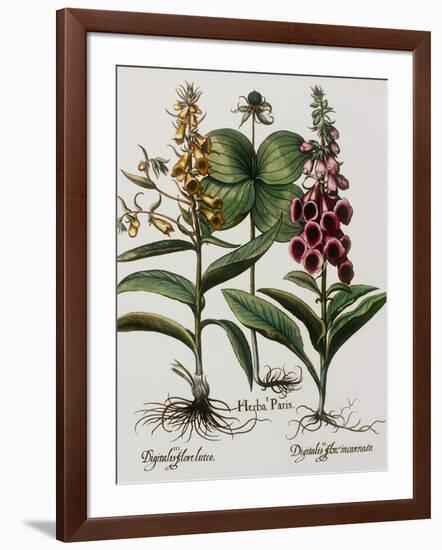 Medicinal Plants-Georgette Douwma-Framed Premium Photographic Print