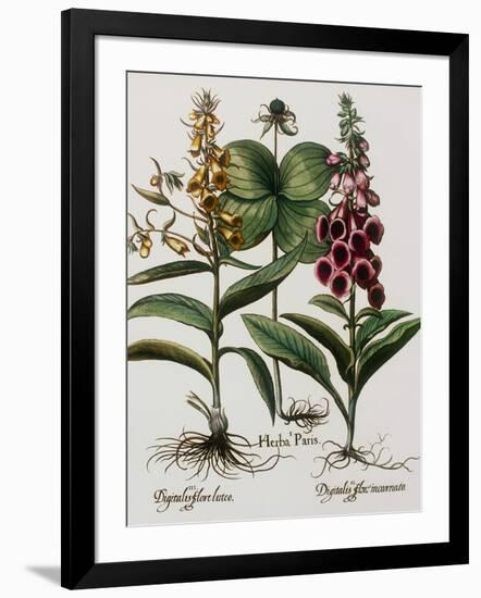 Medicinal Plants-Georgette Douwma-Framed Premium Photographic Print