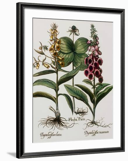 Medicinal Plants-Georgette Douwma-Framed Premium Photographic Print