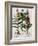 Medicinal Plants-Georgette Douwma-Framed Photographic Print