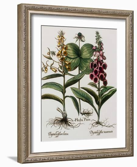 Medicinal Plants-Georgette Douwma-Framed Photographic Print