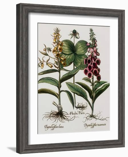 Medicinal Plants-Georgette Douwma-Framed Photographic Print