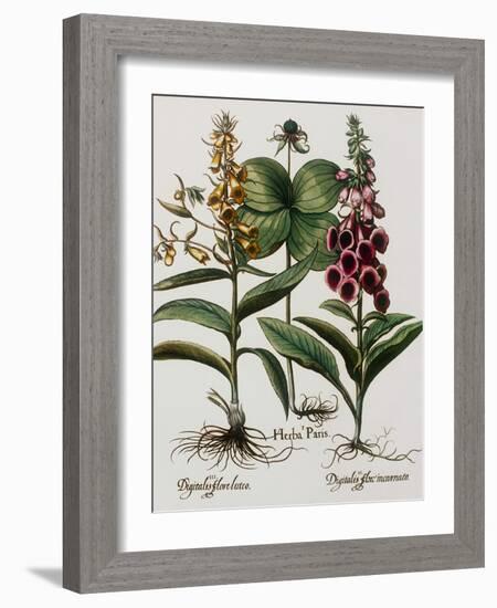 Medicinal Plants-Georgette Douwma-Framed Photographic Print