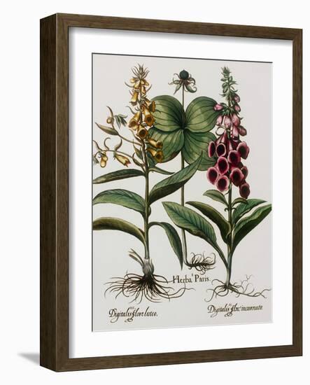 Medicinal Plants-Georgette Douwma-Framed Photographic Print