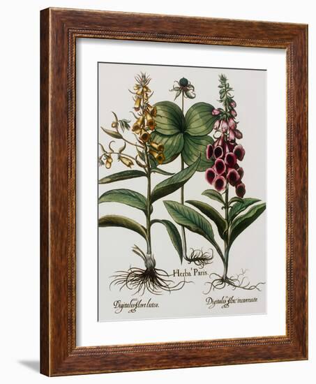 Medicinal Plants-Georgette Douwma-Framed Photographic Print