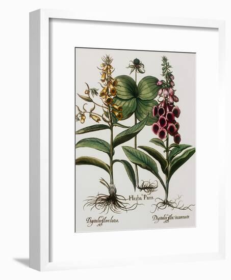 Medicinal Plants-Georgette Douwma-Framed Photographic Print