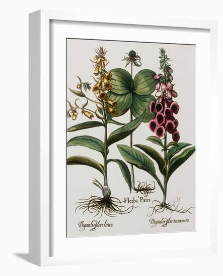 Medicinal Plants-Georgette Douwma-Framed Photographic Print