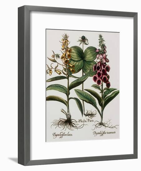 Medicinal Plants-Georgette Douwma-Framed Photographic Print