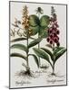 Medicinal Plants-Georgette Douwma-Mounted Photographic Print
