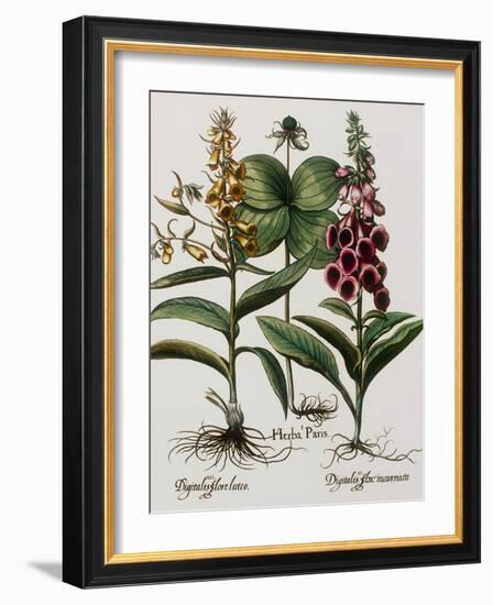 Medicinal Plants-Georgette Douwma-Framed Photographic Print