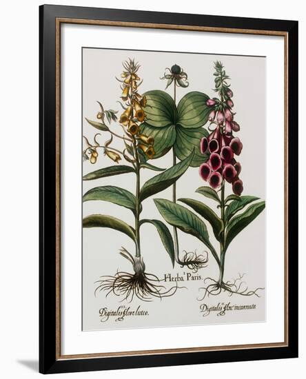 Medicinal Plants-Georgette Douwma-Framed Photographic Print