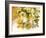 Medicinal Plants-Erika Craddock-Framed Photographic Print