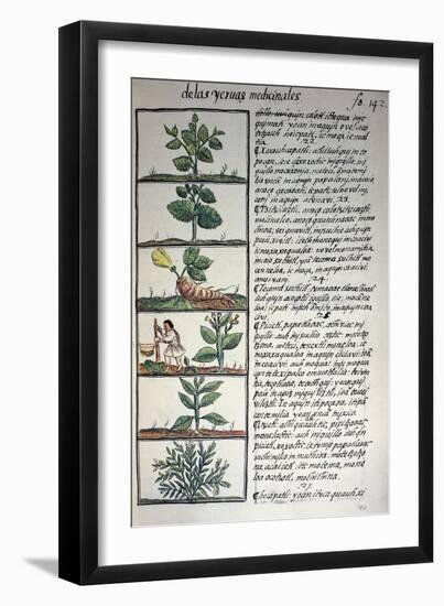 Medicinal Plants-Bernardino De Sahagun-Framed Giclee Print