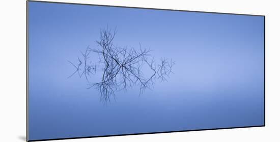 Meditation in Blue-Doug Chinnery-Mounted Photographic Print