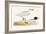 Mediterranean Black Headed Gull-English-Framed Giclee Print