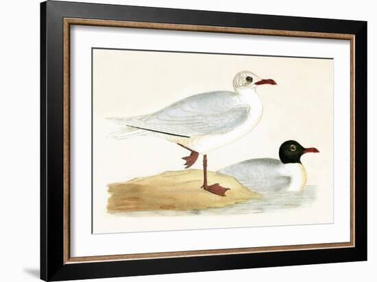 Mediterranean Black Headed Gull-English-Framed Giclee Print