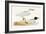 Mediterranean Black Headed Gull-English-Framed Giclee Print