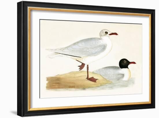 Mediterranean Black Headed Gull-English-Framed Giclee Print