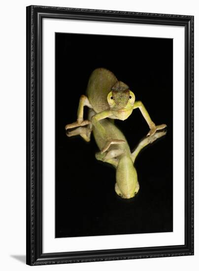 Mediterranean Chameleon and reflection-Adam Jones-Framed Photographic Print