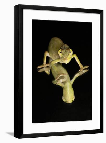 Mediterranean Chameleon and reflection-Adam Jones-Framed Photographic Print