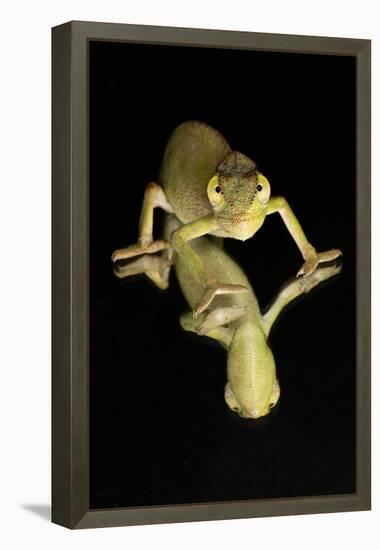 Mediterranean Chameleon and reflection-Adam Jones-Framed Premier Image Canvas