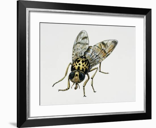 Mediterranean Fruit Fly (Ceratitis Capitata), Tephritidae. Artwork by Tim Hayward-null-Framed Giclee Print